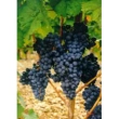 msa vitis vinifera 50ml
