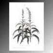 rugiada salvia 50ml